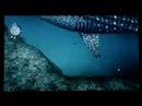 Endless Ocean - Whale Shark 2